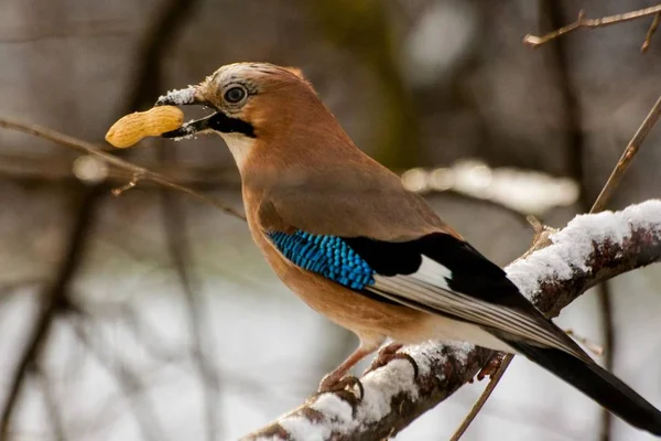 Jay bird with peanut in beak in Winter