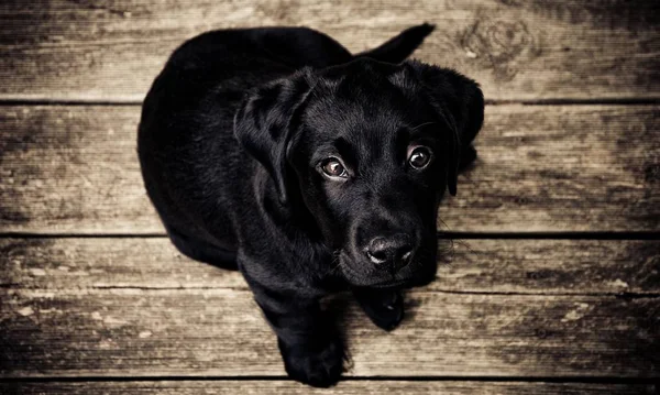 portrait of black pet dog