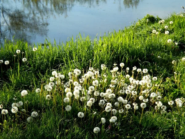 Dandelion flower on the river side