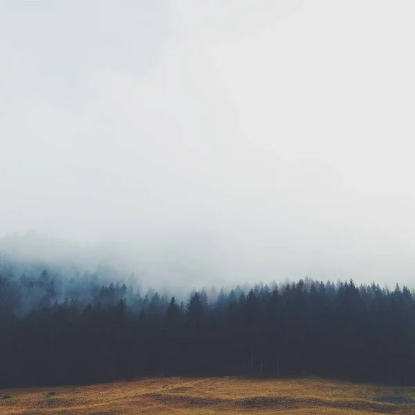 Natural landscape view of foggy forest