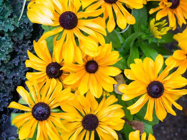 close up of Yellow Flowers plants