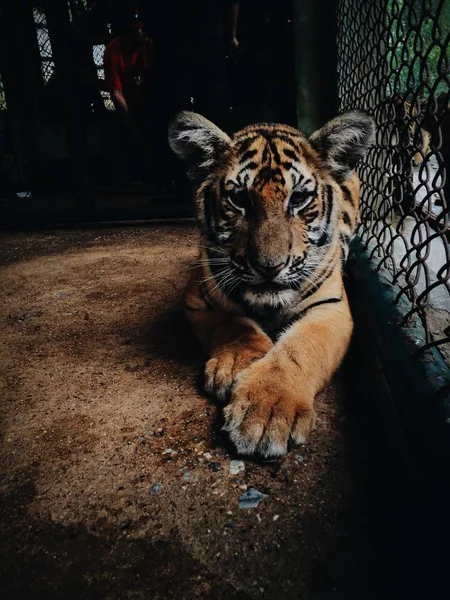 Bengal Tiger in cage