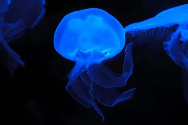 Jelly Fish so beautiful