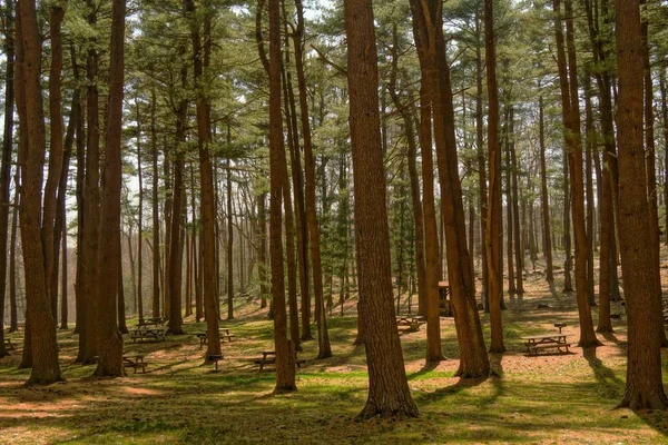 Benches in Woods among tall trees