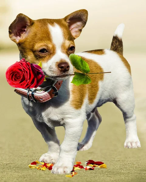 Pet Dog carrying flower