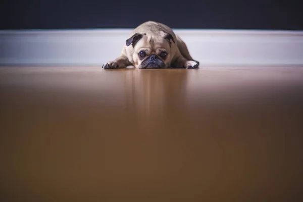 A Pet Dog lying on shining surface