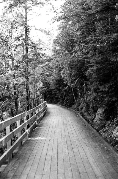 Pathway with wooden fence in forest, monochrome