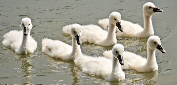 white Swans Swimming on lake  at the day time