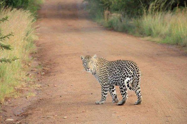 Leopard on the track