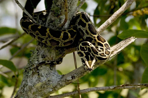 Burmese Python snake on tree