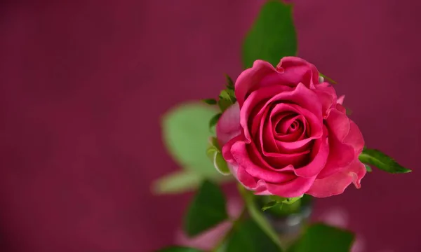 close up of spring Fresh Rose flower