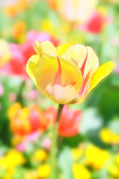 close up of spring Tulip blooming flowers