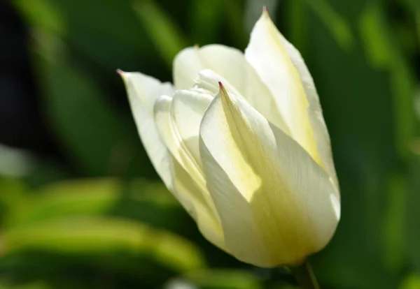 Yellow Tulip Flower in the Garden