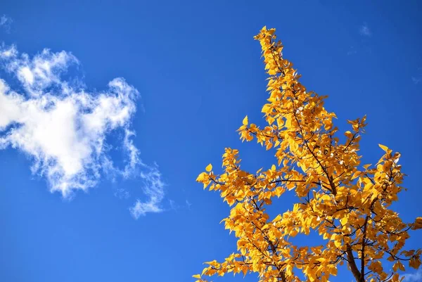 close up shot of yellow  Leaves  against blue sky
