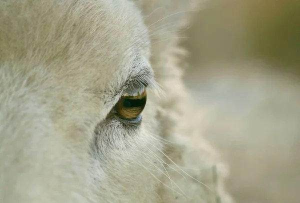 Goat head, closeup view.
