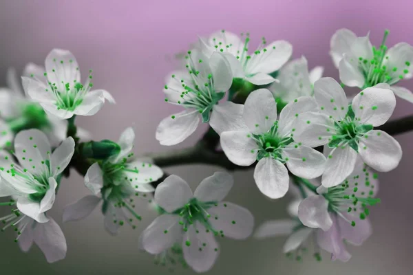 Green Springtime Blossom isolated