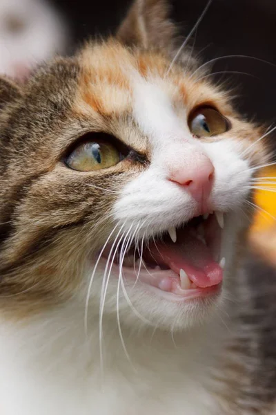 close up of Aggressive Pet Cat