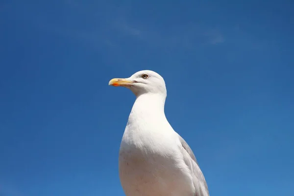 White Bird on blue sky background