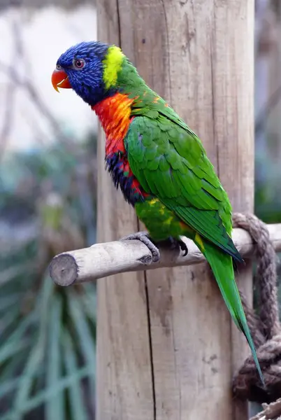 Rainbow Lorikeet parrot view