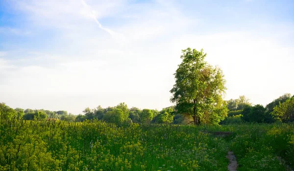 tree forest land view