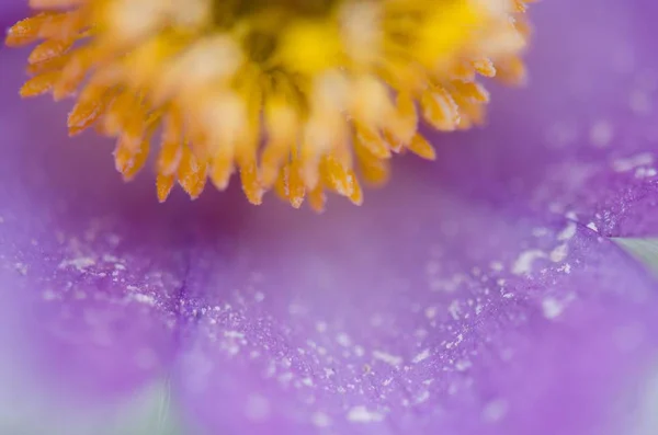 close up of spring Tulip fragrance flower