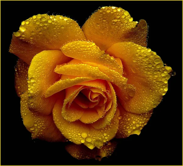 close up of spring yellow rose Flower