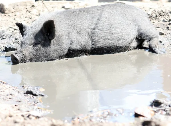 Black pig playing in mud