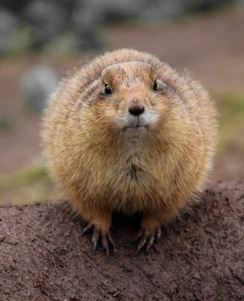 Wild Gopher animal on wet ground