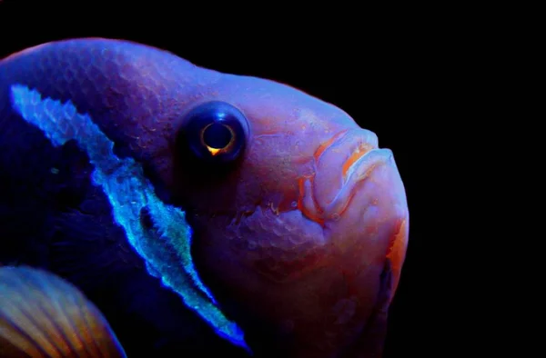 Bright Fish closeup view