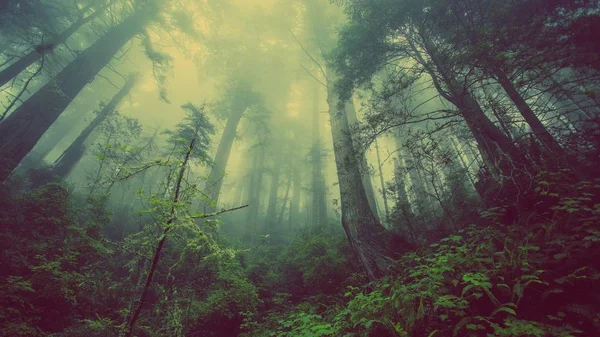 Green Nature, foggy forest.