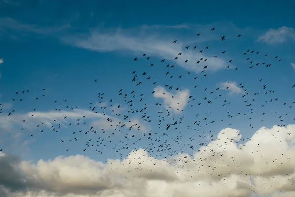 Group of Birds flying high in sky