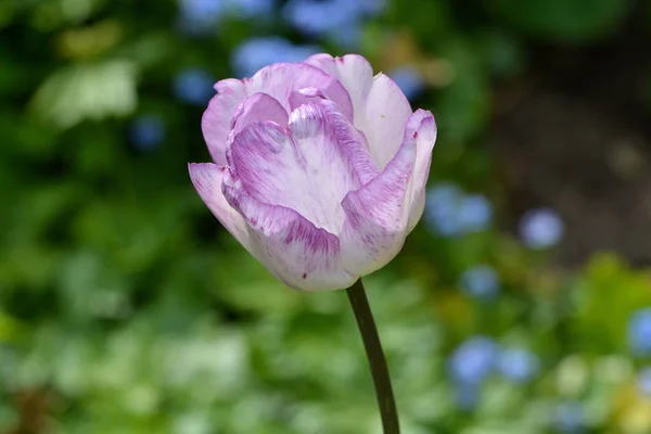 Purple Tulip Flower in the Garden
