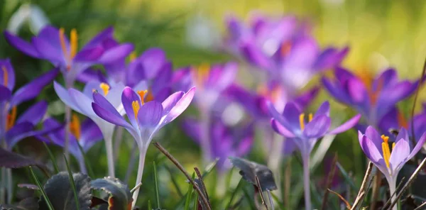 close up of Purple Crocus Flowers
