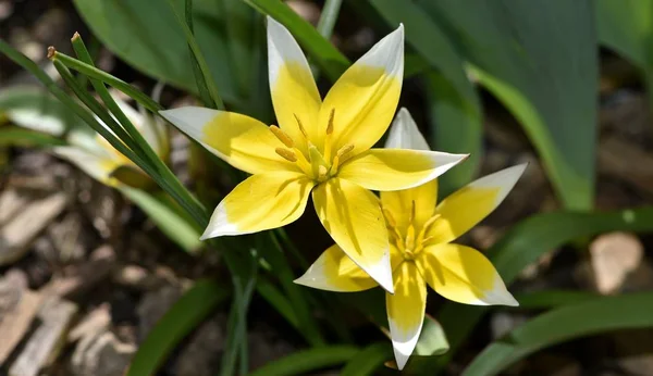 Star Tulip garden