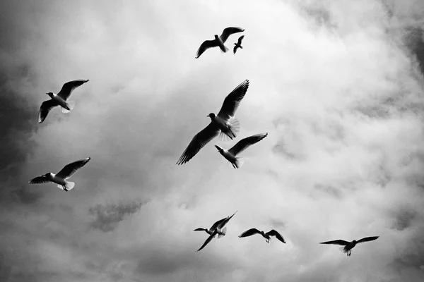 Flying Birds on cloudy sky, monochrome