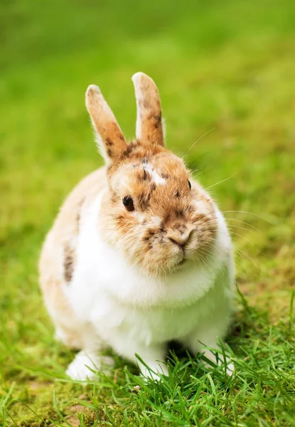 Cute Rabbit animal on green grass