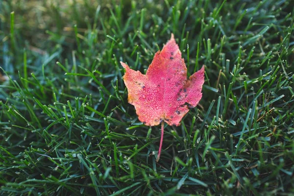 Maple Leaf on green grass