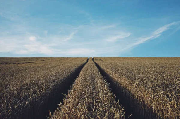 dry rice Field view