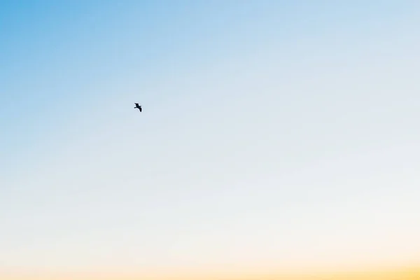 Lonely Bird flying in sky