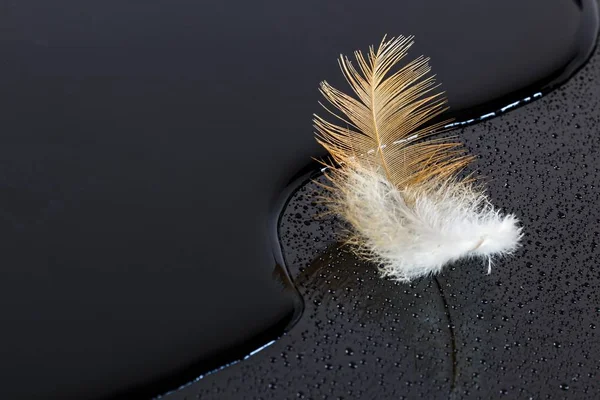 Feather by the water  at the day time