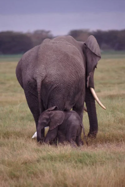 Elephant with Cub in savannah