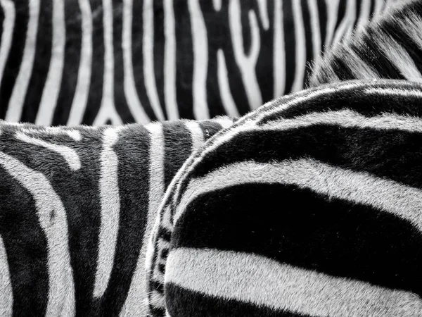 Wild Zebras, closeup view.