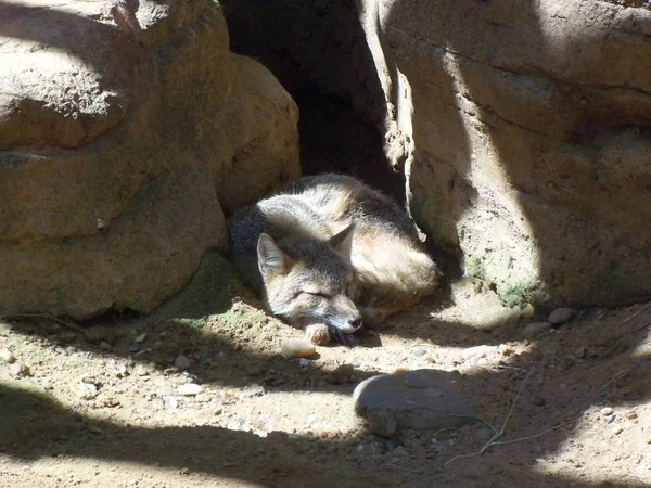Desert Fox sleeping between two rocks