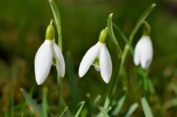 close up of Snowdrop Flowers