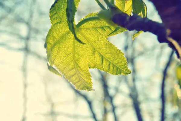 Fclose up shot of resh Green Leaf