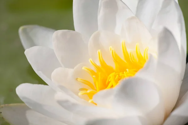 close up shot of  White Lily