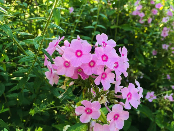 close up of pink Flowers