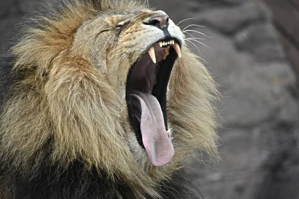 Lion Big Mouth - Stock Image - Everypixel