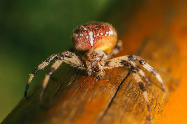 close up of spider in nature