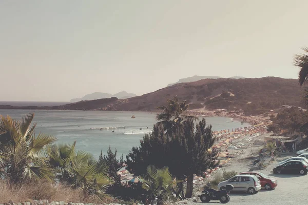 beach palm trees